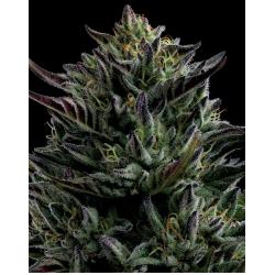 HUMBOLDT SEED COMPANY - CALIFORNIA OCTANE FEM - 10 SEMI