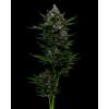 HUMBOLDT SEED COMPANY - ALL GAS OG AUTO - 10 SEMI