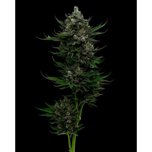 HUMBOLDT SEED COMPANY - ALL GAS OG AUTO - 5 SEEDS