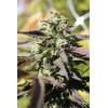 HUMBOLDT SEED COMPANY - CHUNKADELIC AUTO - 10 SEMI
