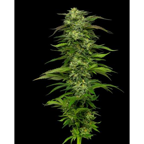 HUMBOLDT SEED COMPANY - DREAM QUEEN AUTO - 5 SEMI