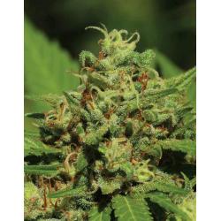 HUMBOLDT SEED COMPANY - EMERALD FIRE OG AUTO - 3 SEMI