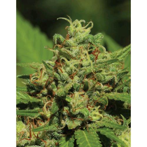 HUMBOLDT SEED COMPANY - EMERALD FIRE OG AUTO - 3 SEMI