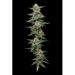 HUMBOLDT SEED COMPANY - GARLIC BUDDER FEM - 5 SEEDS