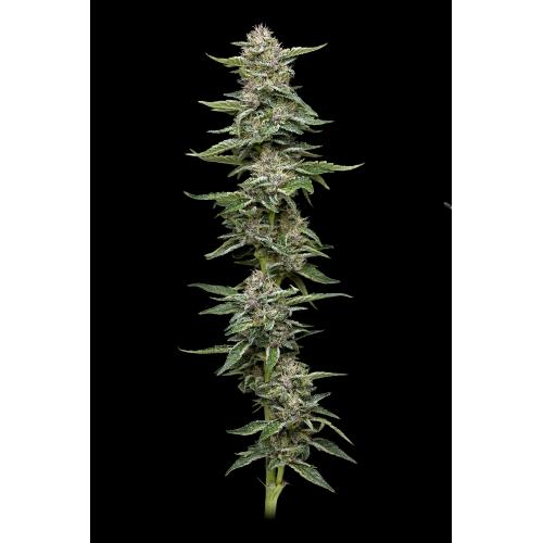 HUMBOLDT SEED COMPANY - GARLIC BUDDER FEM - 5 SEEDS
