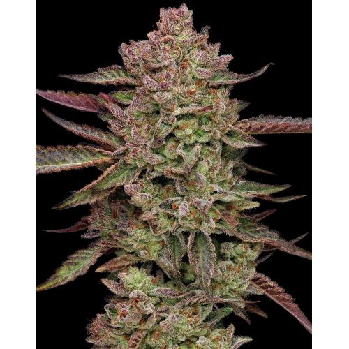 HUMBOLDT SEED COMPANY - GAZZURPLE FEM - 3 SEEDS