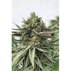 HUMBOLDT SEED COMPANY - HUMBOLDT POUND CAKE FEM - 10 SEEDS