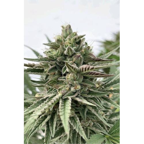 HUMBOLDT SEED COMPANY - HUMBOLDT POUND CAKE FEM - 10 SEEDS