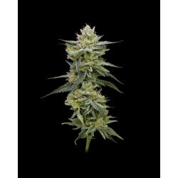 HUMBOLDT SEED COMPANY - HELLA JELLY FEM - 10 SEMI