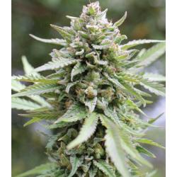 HUMBOLDT SEED COMPANY - LEMONGRASS FEM - 10 SEMI