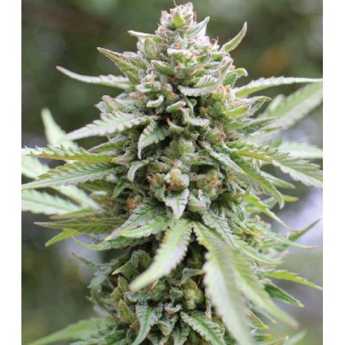 HUMBOLDT SEED COMPANY - LEMONGRASS FEM - 10 SEMI