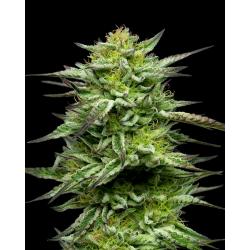 HUMBOLDT SEED COMPANY - MOUNTAINTOP MINT FEM - 10 SEMI