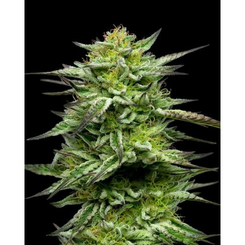 HUMBOLDT SEED COMPANY - MOUNTAINTOP MINT FEM - 10 SEMI