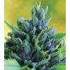 HUMBOLDT SEED COMPANY - HUMBOLDT DREAM AUTO - 10 SEMI