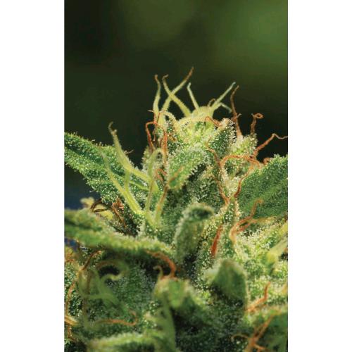 HUMBOLDT SEED COMPANY - CALIFORNIA SOUR DIESEL AUTO - 3 SEEDS