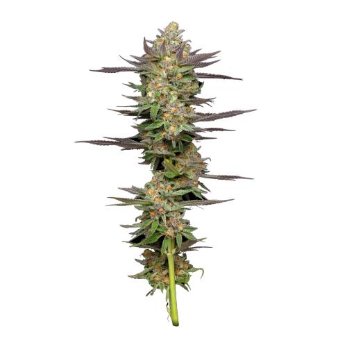 HUMBOLDT SEED COMPANY - MINT JELLY AUTO - 5 SEMI