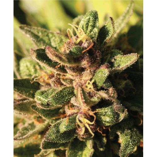 HUMBOLDT SEED COMPANY - POUND TOWN AUTO - 3 SEEDS