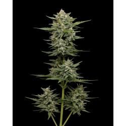 HUMBOLDT SEED COMPANY - VANILLA LATTE AUTO - 3 SEEDS
