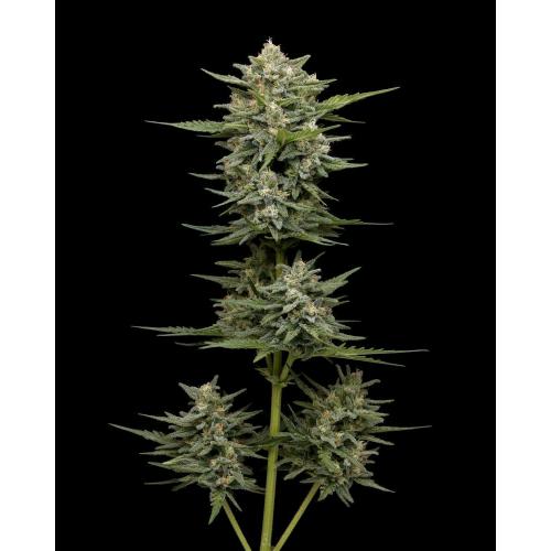 HUMBOLDT SEED COMPANY - VANILLA LATTE AUTO - 3 SEEDS