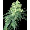 WHITE LABEL - WHITE LABEL RHINO REG - 10 SEMI