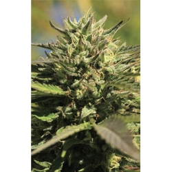 HUMBOLDT SEED COMPANY - OG KUSH FEM - 5 SEMI