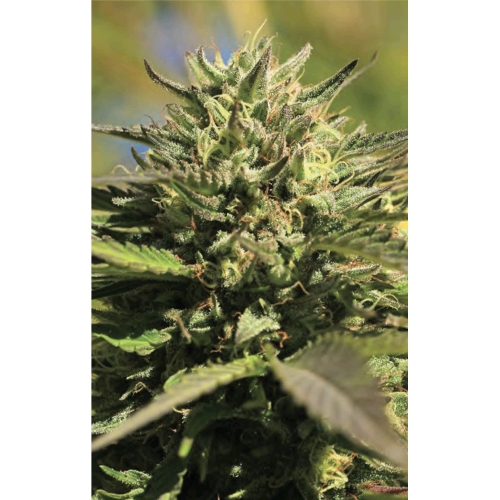 HUMBOLDT SEED COMPANY - OG KUSH FEM - 5 SEMI