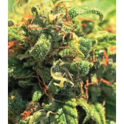 HUMBOLDT SEED COMPANY - PINEAPPLE UPSIDE DOWN CAKE FEM - 3 SEEDS