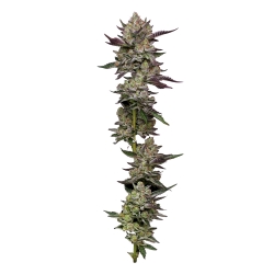 HUMBOLDT SEED COMPANY - PODDY MOUTH FEM - 10 SEMI