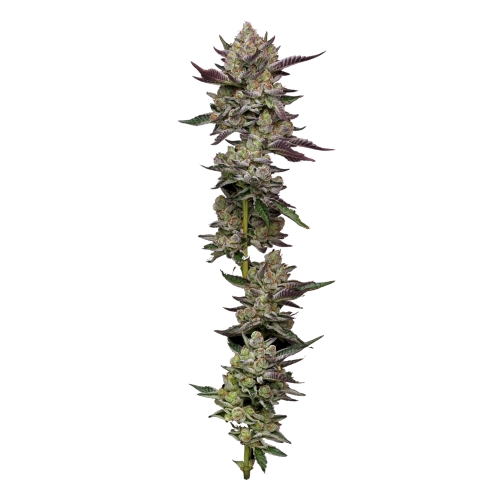 HUMBOLDT SEED COMPANY - PODDY MOUTH FEM - 10 SEMI