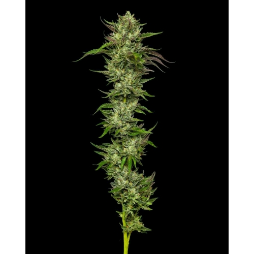 HUMBOLDT SEED COMPANY - SLIGHTLY STOOPID COLLIE MAN KUSH FEM - 3 SEMI
