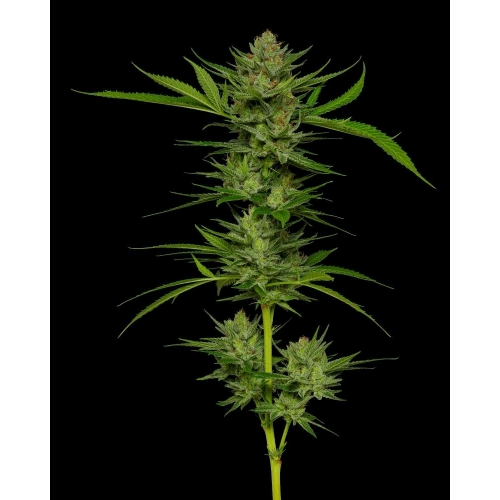 HUMBOLDT SEED COMPANY - SLIGHTLY STOOPID FRUITS FEM - 5 SEMI