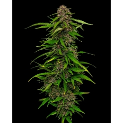 HUMBOLDT SEED COMPANY - SQUIRT FEM - 3 SEEDS