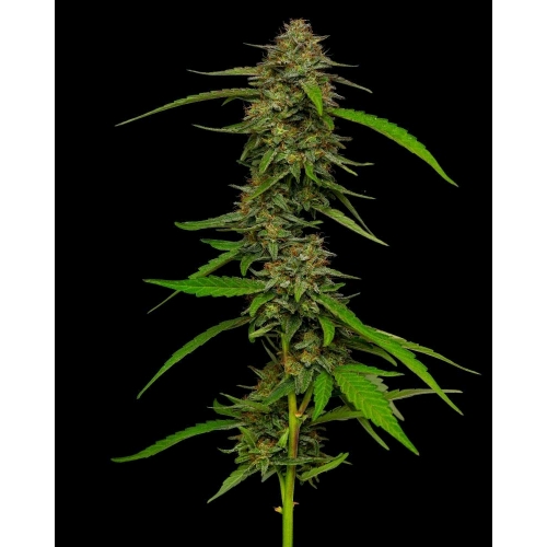 HUMBOLDT SEED COMPANY - STRAWBERRY CHEESECAKE FEM - 3 SEMI