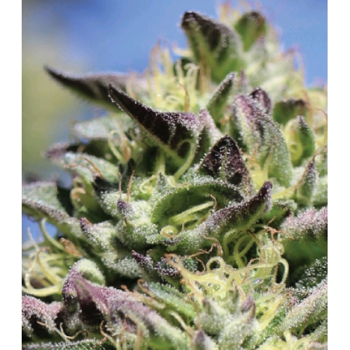 HUMBOLDT SEED COMPANY - VANILLA FROSTING FEM - 5 SEEDS