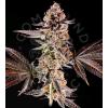 COMPOUND GENETICS - LA BOMBA FEM - 5 SEMI