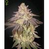 NEW - GREEN HOUSE - BLACK TOFFEE AUTO - 10 SEEDS