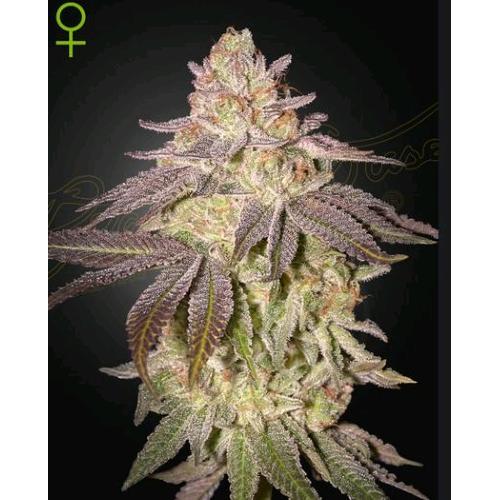 GREEN HOUSE - BLACK TOFFEE AUTO - 3 SEMI