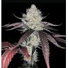 COMPOUND GENETICS - MARSHMALLOW OG FEM - 5 SEMI