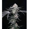COMPOUND GENETICS - HIGH SOCIETY FEM - 5 SEMI