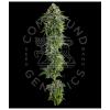 COMPOUND GENETICS - JET PUFT FEM - 5 SEEDS