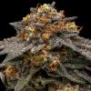 RIPPER SEEDS - SHIMO FEM - 3 SEEDS