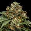 RIPPER SEEDS - KROMA FEM - 3 SEEDS