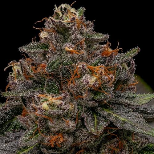 RIPPER SEEDS - KORENJI FEM - 1 SEED