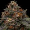 RIPPER SEEDS - KORENJI FEM - 3 SEEDS