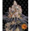 BARNEY'S FARM - GELATO FEM - 3 SEMI