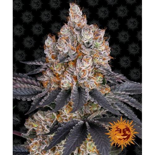 BARNEY'S FARM - GELATO  FEM - 1 SEED