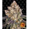 BARNEY'S FARM - ICE CREAM CAKE FEM - 10 SEEDS
