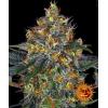 BARNEY'S FARM -  MOBY DICK AUTO - 3 SEEDS