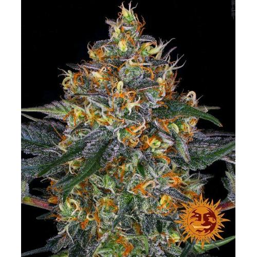 BARNEY'S FARM -  MOBY DICK AUTO - 1 SEED