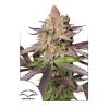 NEW - DUTCH PASSION - MELONADE RUNTZ FEM - 10 SEEDS